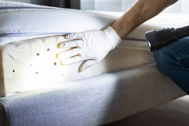 Best Pest Inspection Near Me  in North Scituate, MA