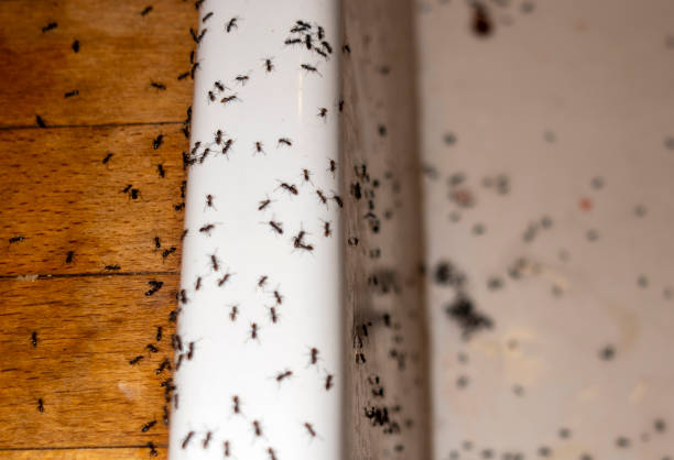 Best Pest Control Near Me in North Scituate, MA